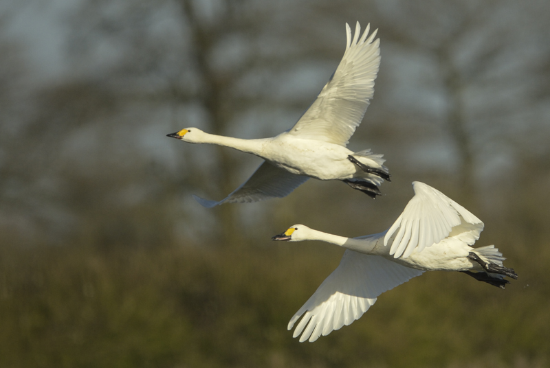 Bewicks in flight