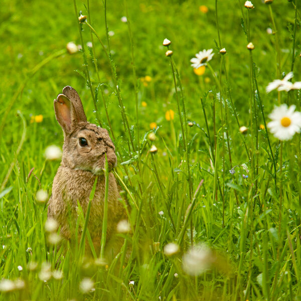 Rabbit