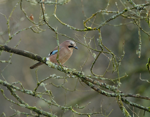 Jay