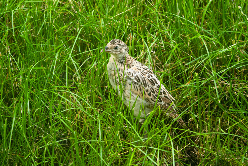 Pheasant chick.