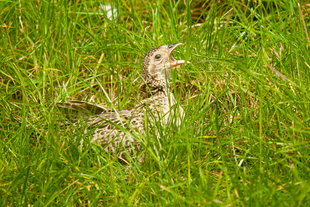 Pheasant Chick sunning.
