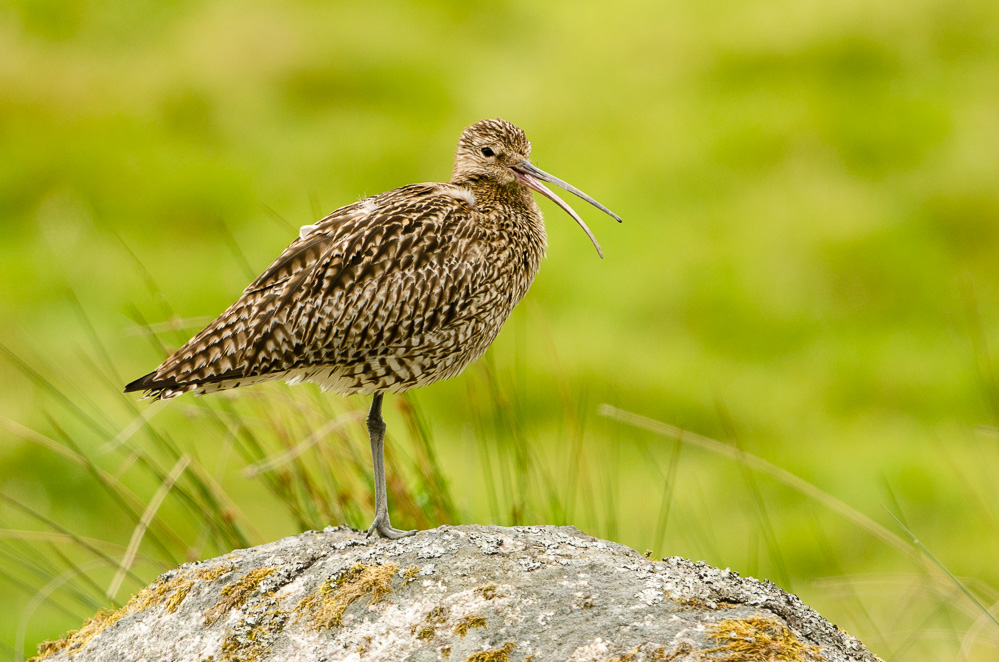 Curlew calling.