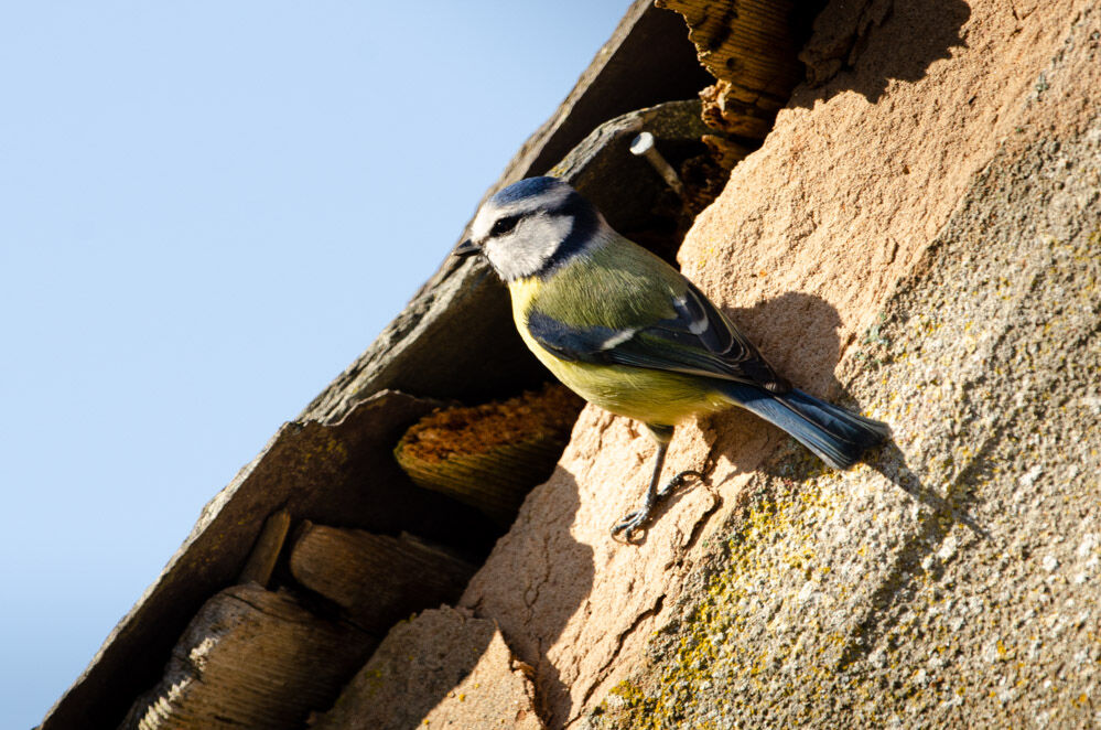 Blue Tit in Lockdown