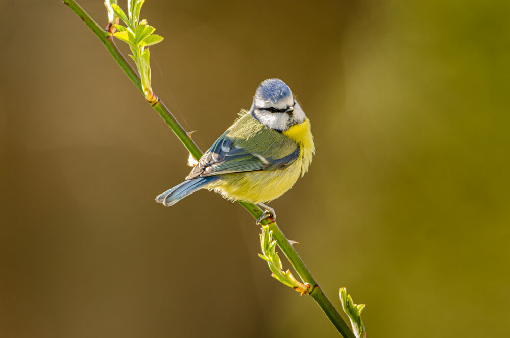 Blue Tit