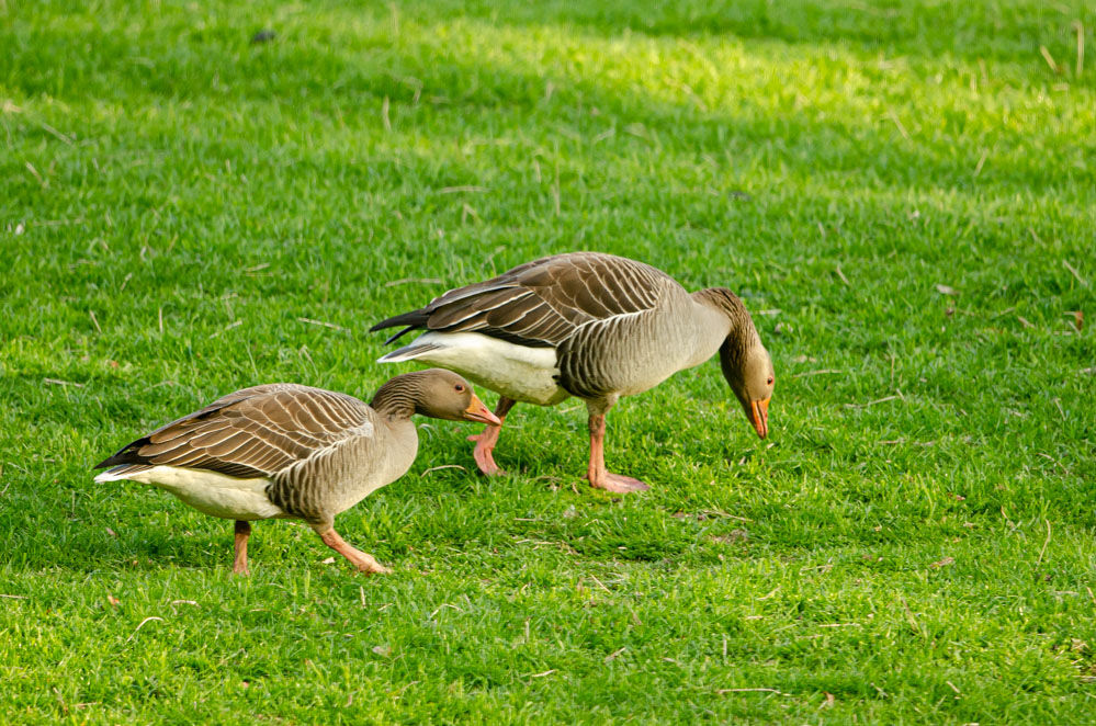 Greylags