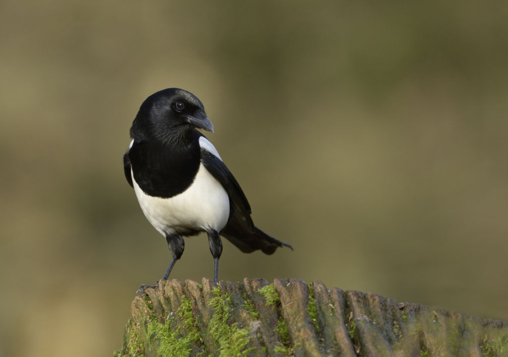 Magpie