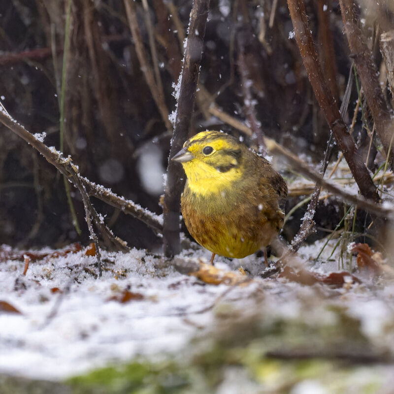Male Yellowhammer.