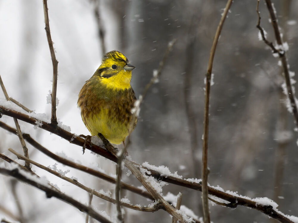 Yellowhammer.