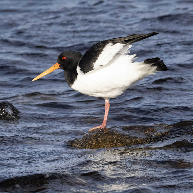 Oystercatcher.