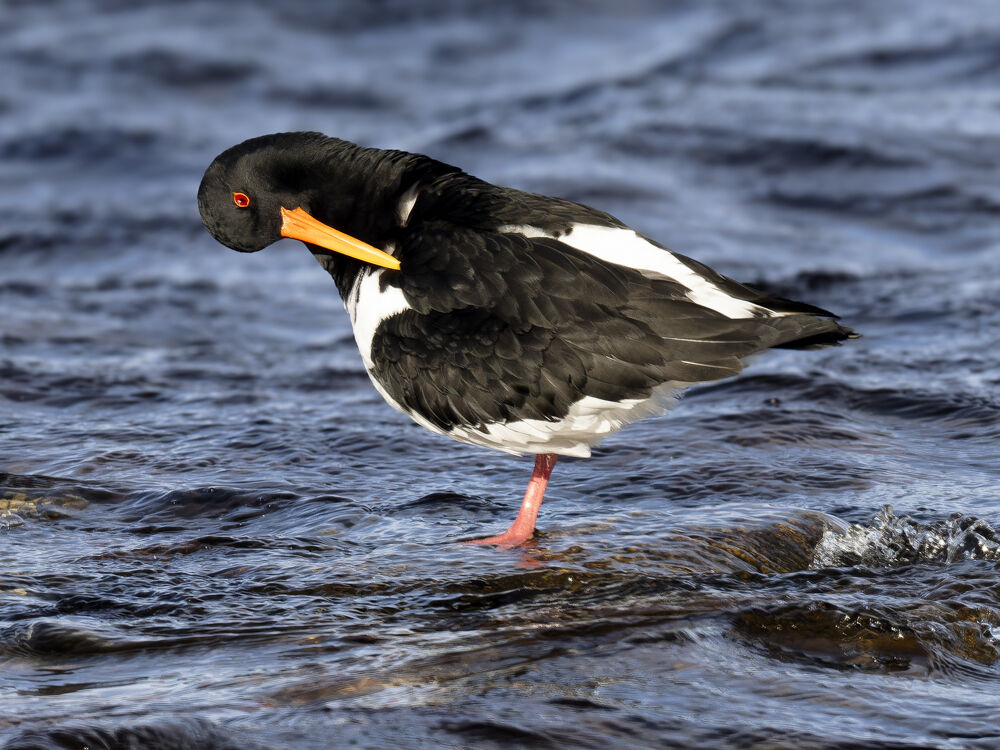 Preening Oystercatcher.