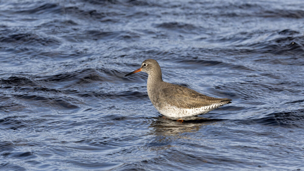 Redshank Wading.