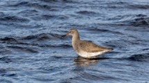Redshank Wading.