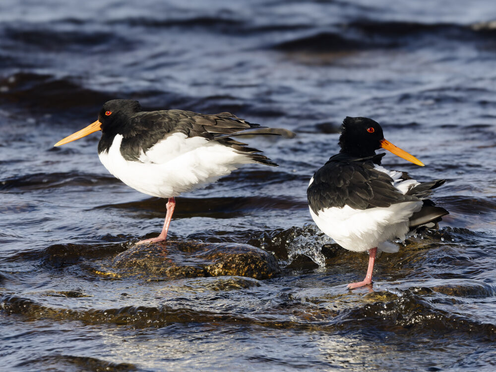 Oystercatchers