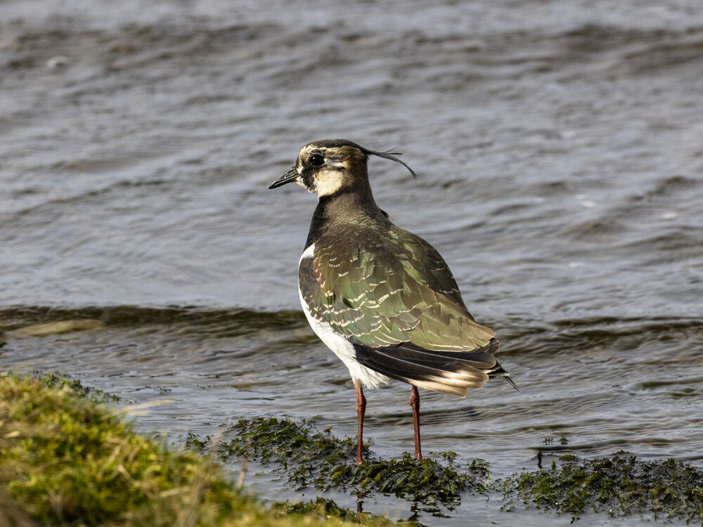 Lapwing.