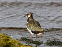 Lapwing.