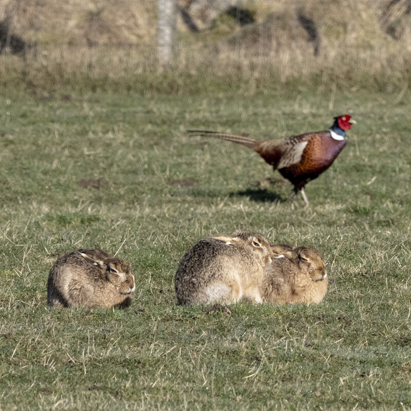 Hares.