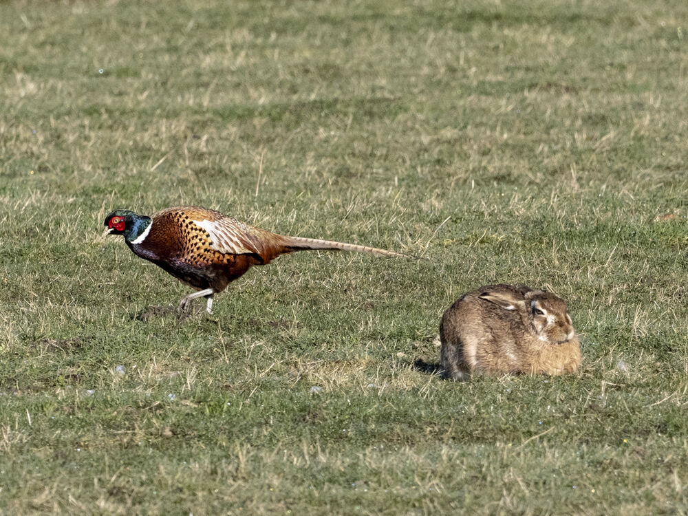 Loafing Hares.
