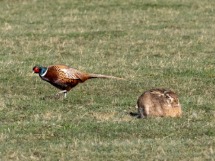 Loafing Hares.