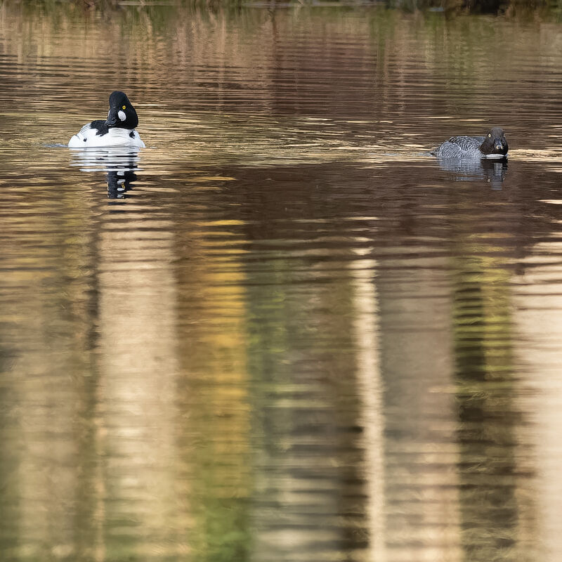 Goldeneye.