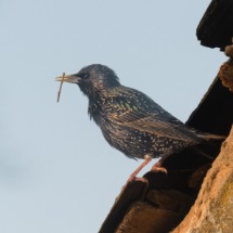 Starling.