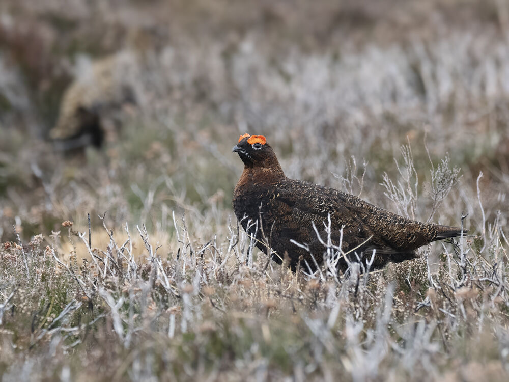 Red Grouse.