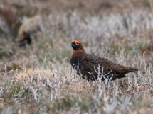 Red Grouse.