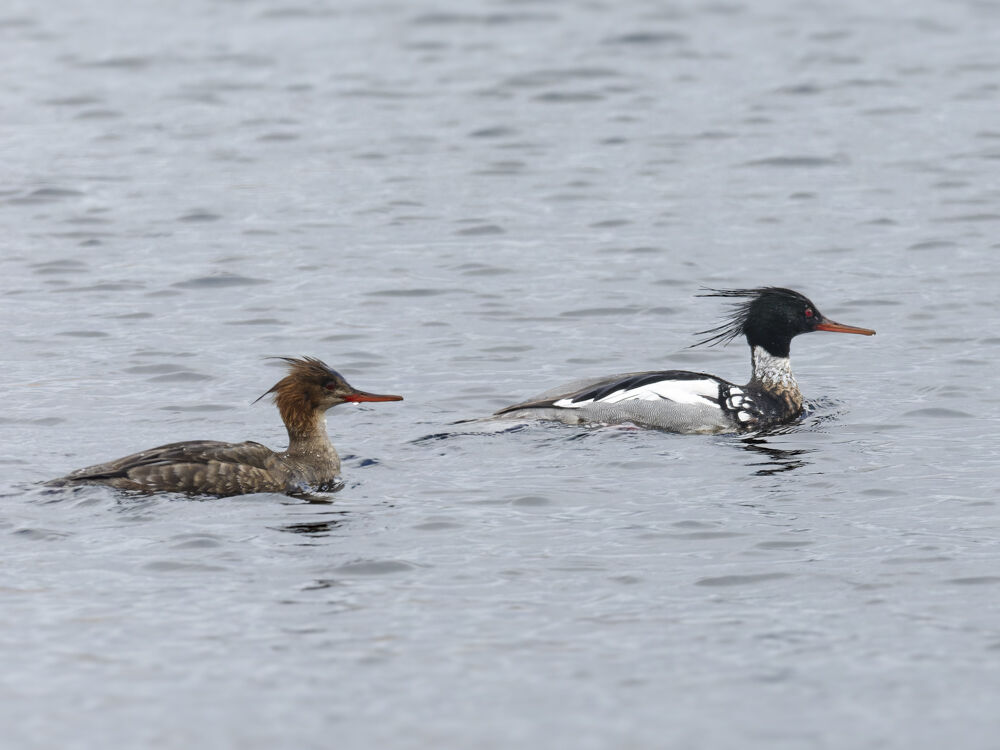 Red Breasted Mergansers.