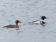 Red Breasted Mergansers.