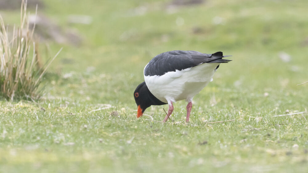 Oystercatcher.