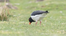 Oystercatcher.
