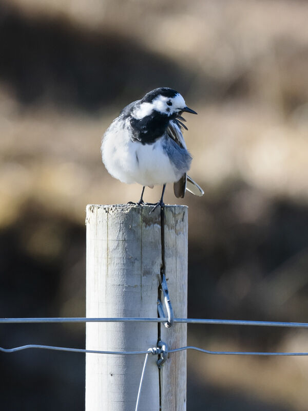 Pied Wag.