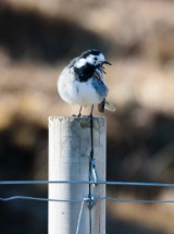 Pied Wag.