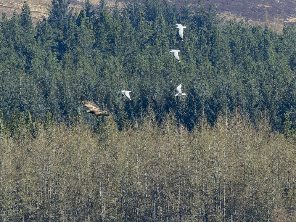 White Tailed Sea Eagle.