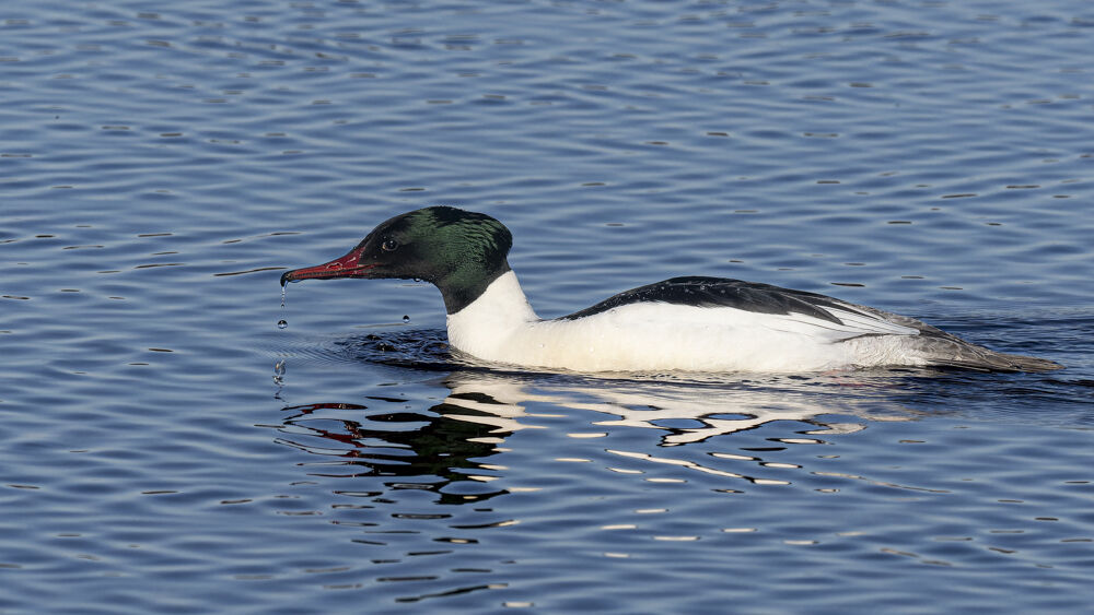 Goosander.