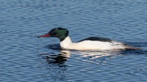 Goosander.