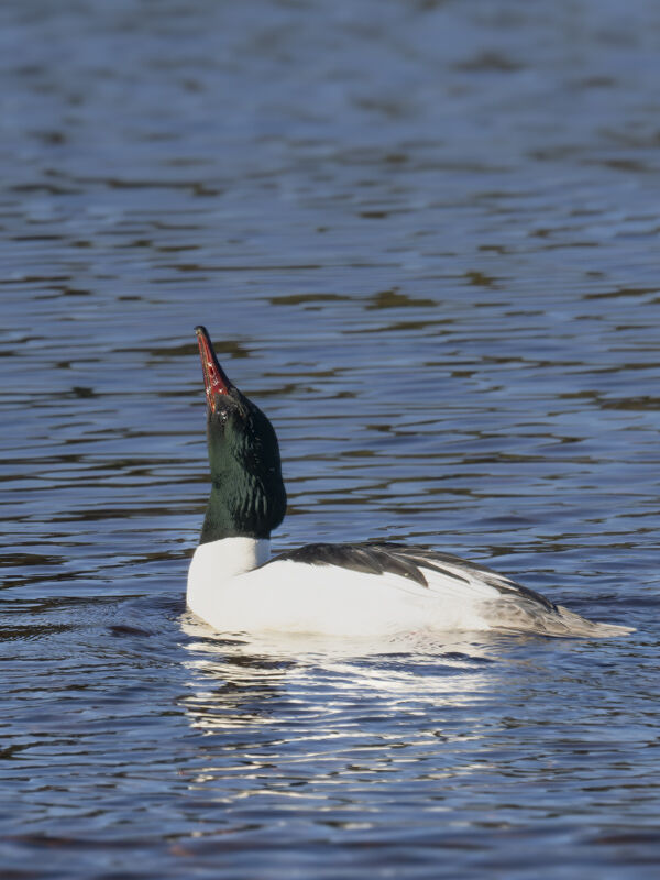 Male Goosander.