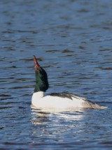 Male Goosander.