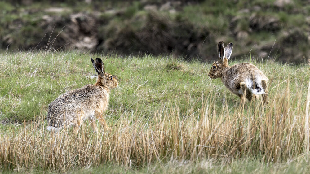 Hares
