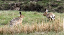 Hares
