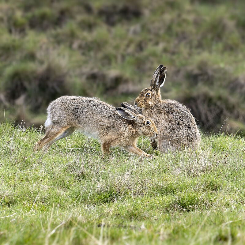 Hares at Laggan.
