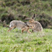 Hares at Laggan.