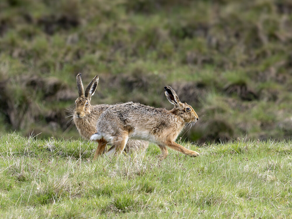 Hare's Again.