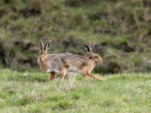 Hare's Again.
