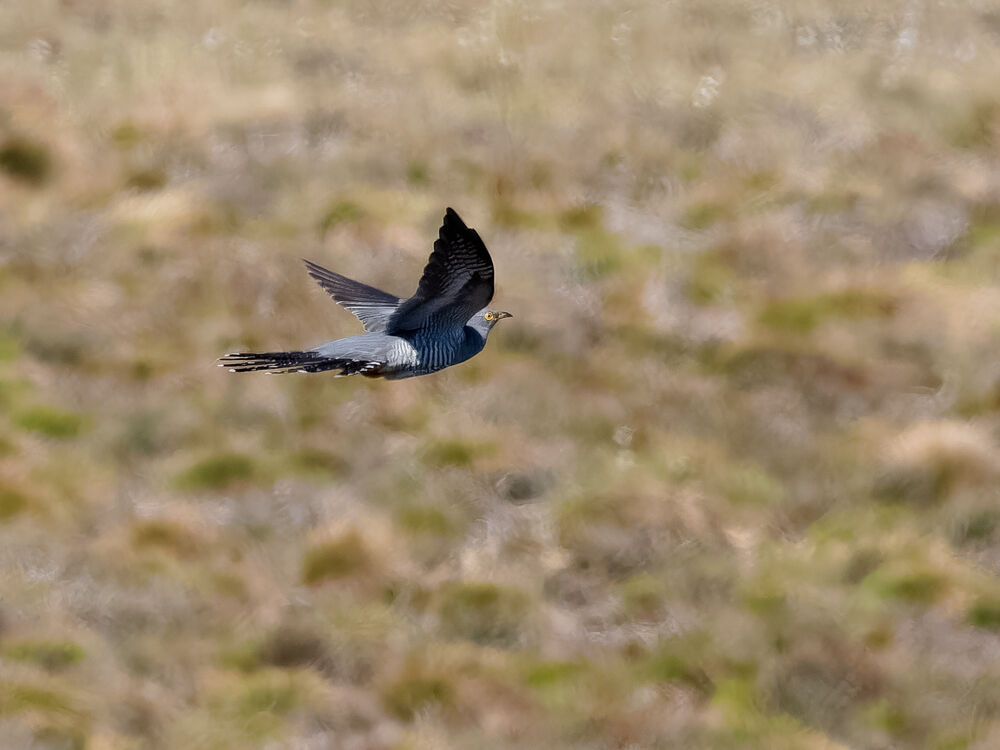 Cuckoo.
