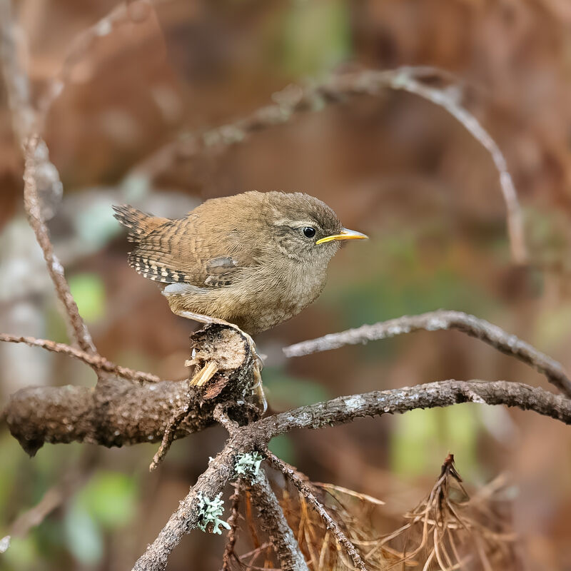 Young Wren.