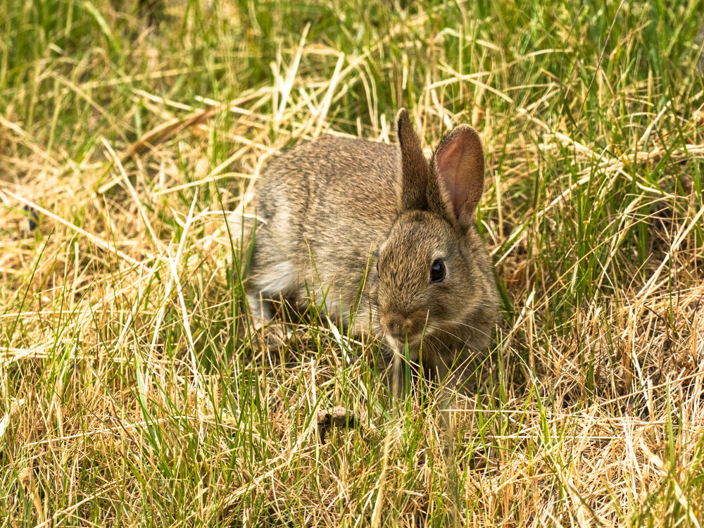 Bunnies.