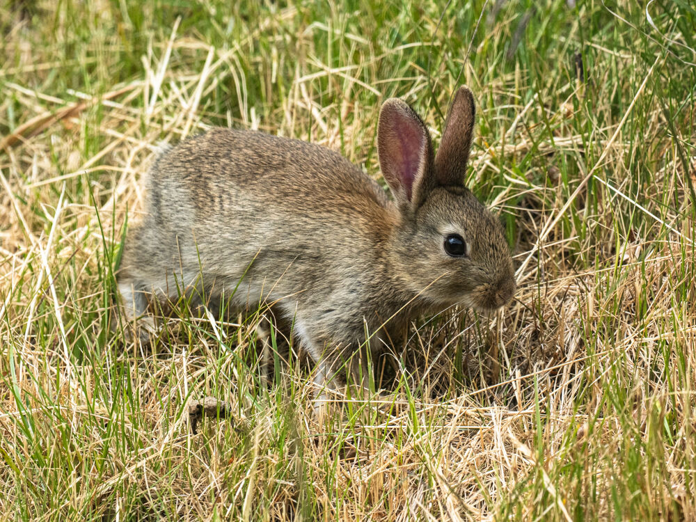 Young Rabbit.