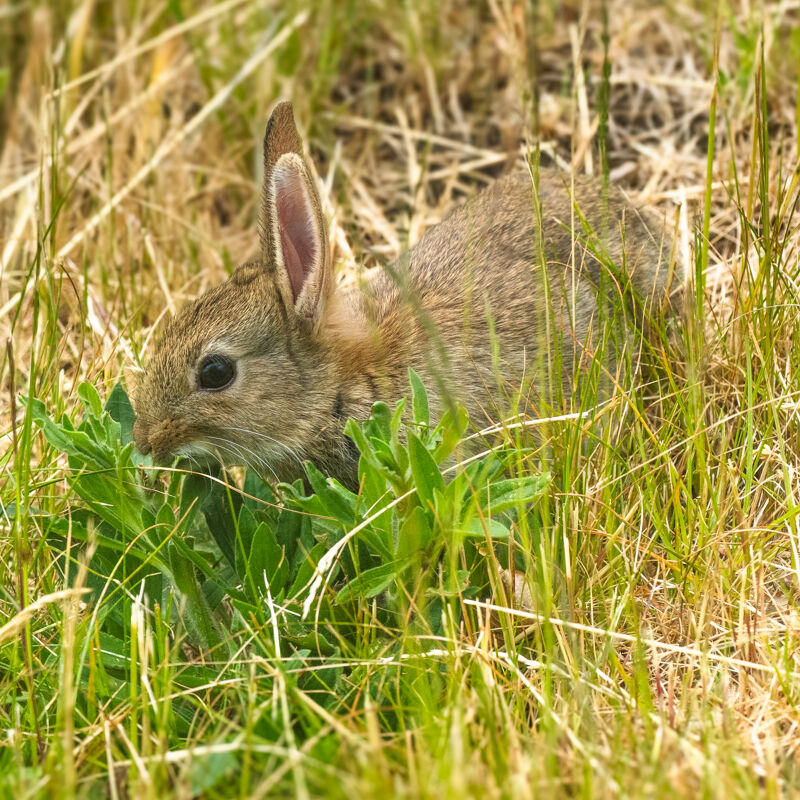 Bunny.