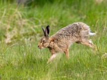Brown Hare.