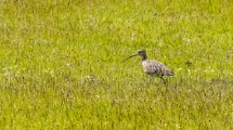 Curlew.
